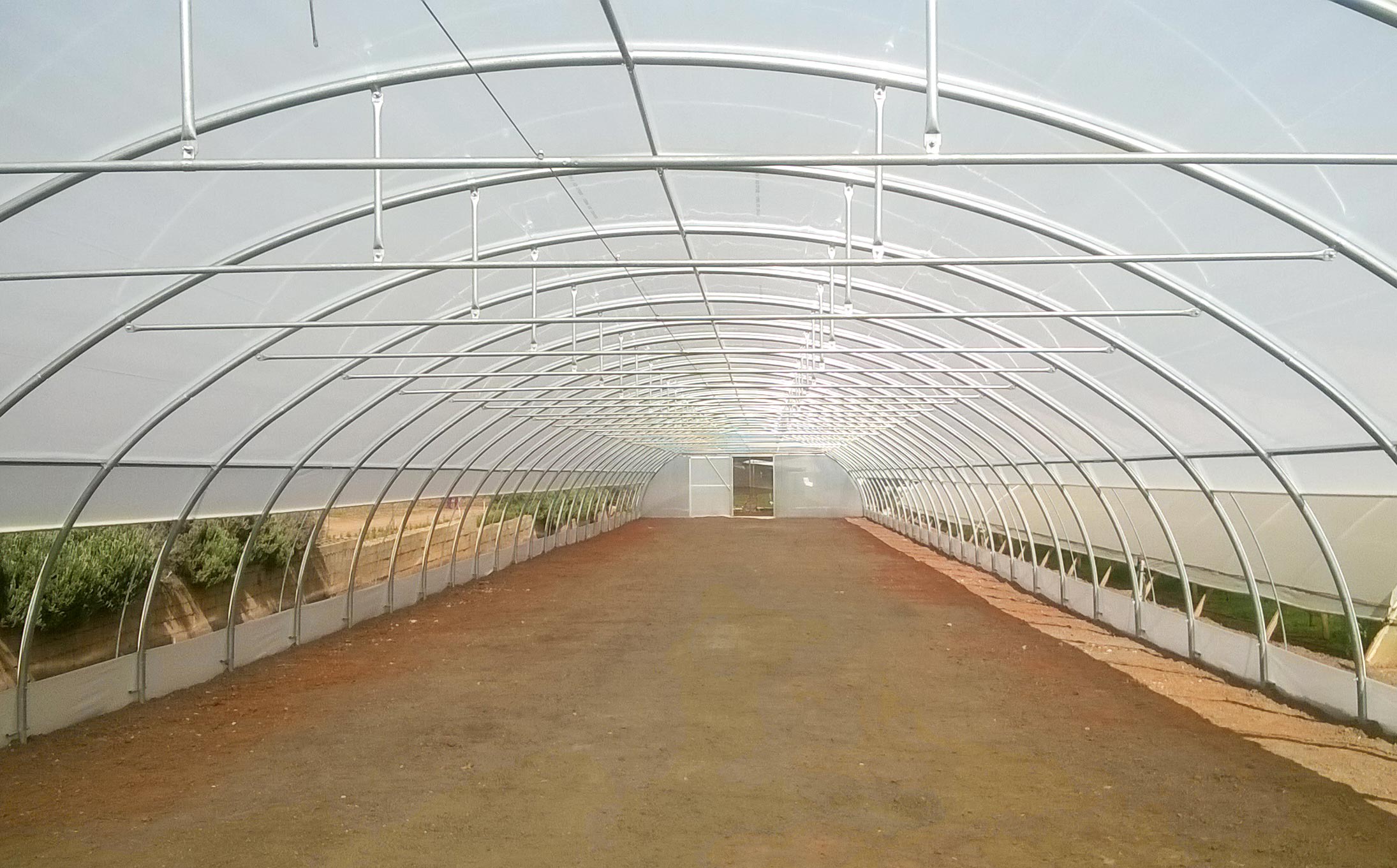 Greenhouse-5